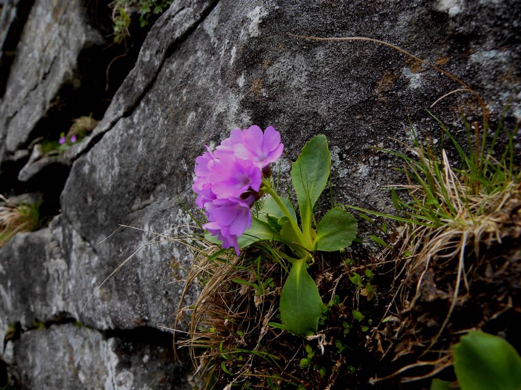 Primula apennina